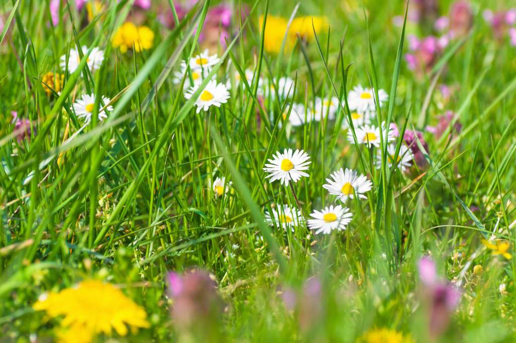 Bunte Frhlingswiese, Wiesenblumen