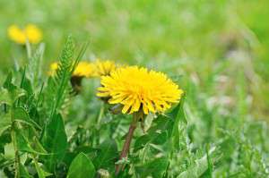 Yellow dandelions on a green meadow