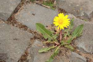 Natursteinpflaster mit Löwenzahn (Taraxacum)