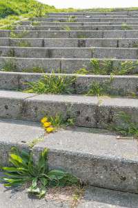 Concrete stairs in the sunlight with a yellow flowering dandelion and various other types of weeds on the steps.