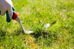 Using a weed pulling tool to remove a weed from the lawn by hand