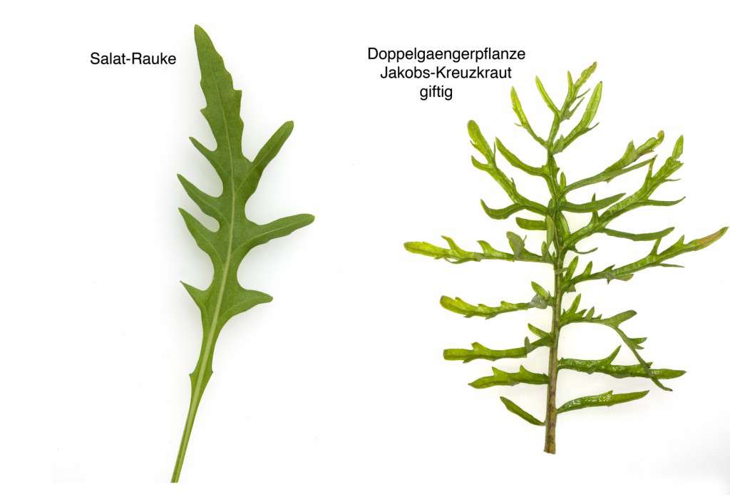 Blatt, Jakobs Kreuzkraut, Rauke, Rucola