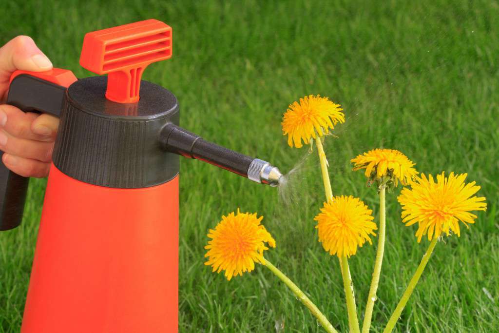 Unkrautbekmpfung mit Herbizide - Spritzmittel, Pflanzenschutzm