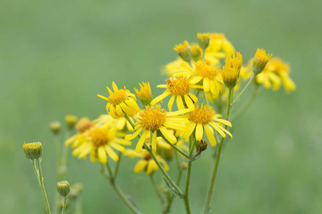 Jakobs-Greiskraut / Ragwort