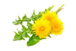 Healing herbs. Dandelion isolated on white background