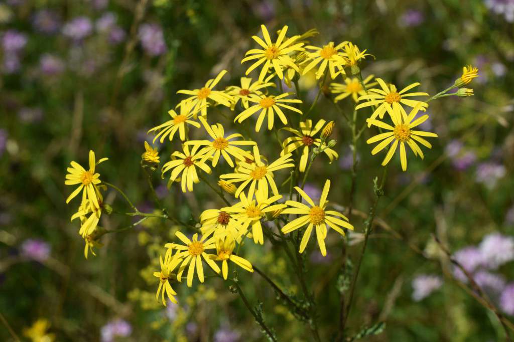 Blühendes Jakobs-Kreuzkraut (Greiskraut)