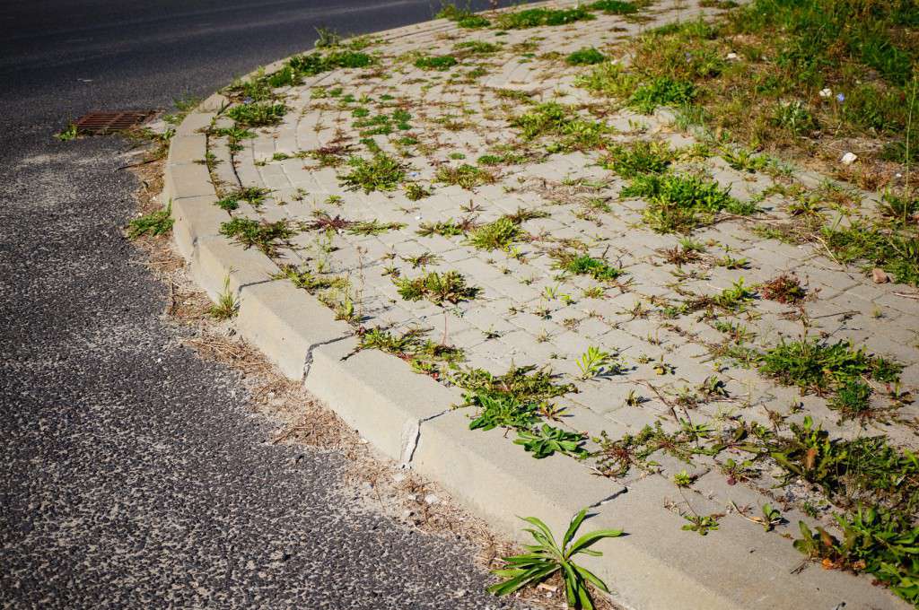 Sidewalk with weeds