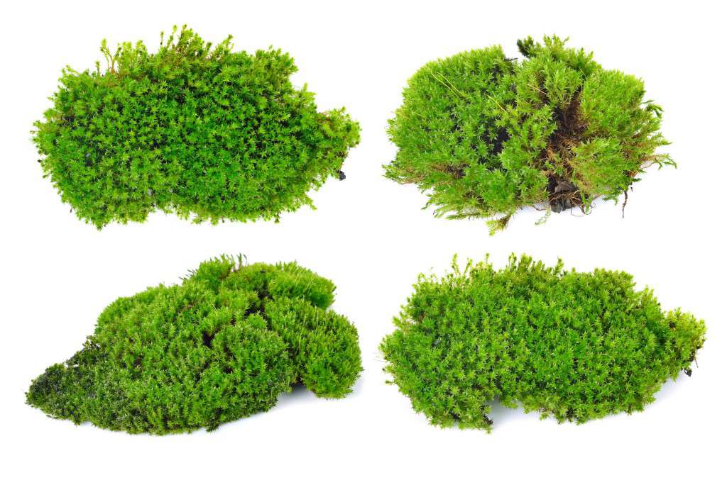 Green moss isolated on white bakground