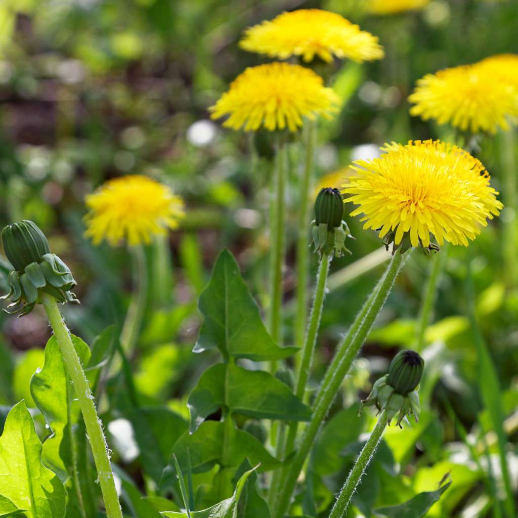 Dandelion flowers in the rays of the sunset